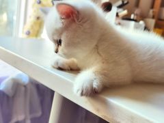 -欣宠猫屋·矮脚拿破仑·蓝金金渐层