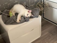 -Bastet sally猫舍购宠(静安店)
