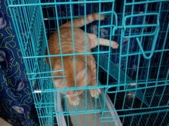 宠物猫-胡椒猪肚汤(康王店)