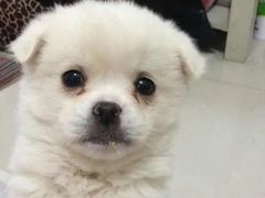 -佳雯宠物医院·皮肤科·内外科(春晓路分院)