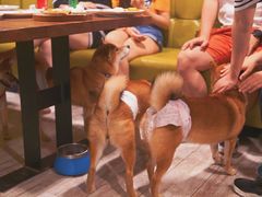 -百好乐宠物友好餐厅(朝外大街店)