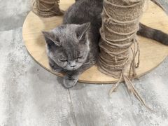 -楼上猫咖(罗湖店)