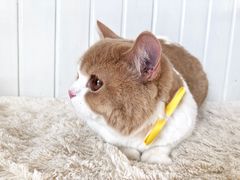 -BABYDOG宝贝狗宠物乐园(欧洲城店)