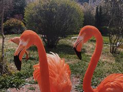 -青岛森林野生动物世界