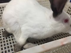 -东吴霸王兔(松青路店)