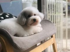 -瑞鹏瑞爱宠物医院·全科·猫科·血液透析中心(龙头寺店)