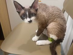 -瑞派·关忠动物医院·猫专科·犬专科(三环新城店)