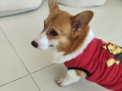 -怪兽屋·羊驼·猫咖·狗咖(俊华广场店)