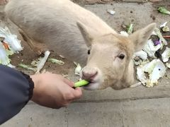 -无锡动物园·太湖欢乐园