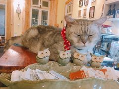 -猫色咖啡·猫咖