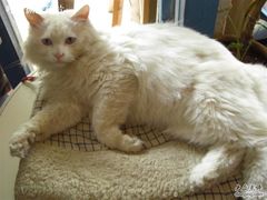 -Babycat私家御饼屋(龙头路一店)