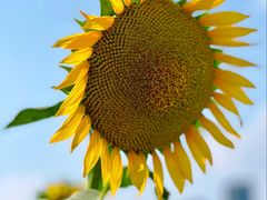 -光明小镇欢乐田园