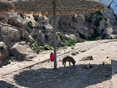 -西霞口神雕山野生动物世界