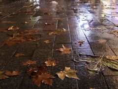 -循礼门鲜花花市(武汉循礼门店)