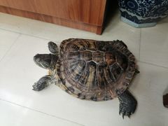 -复兴门(地铁站)