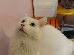 -我爱猫咪·猫咖·狗咖·安哥拉兔·羊驼咖(小寨华旗店)