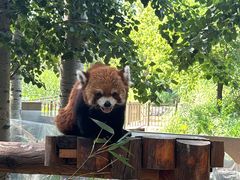 -北京野生动物园