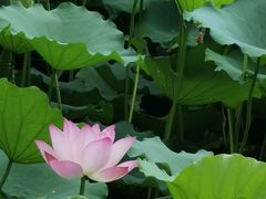 -荔湾湖公园