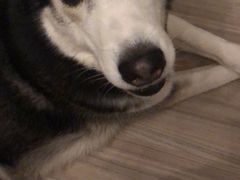-贝利宠物医院·骨科·眼科·肿瘤转诊中心(南坪诊疗中心)