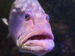 -太平洋海底世界