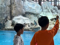 -帝企鹅自助餐厅•儿童岛•真企鹅(长隆企鹅酒店)