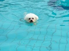 -趣玩宠物乐园寄养训犬训狗游泳池