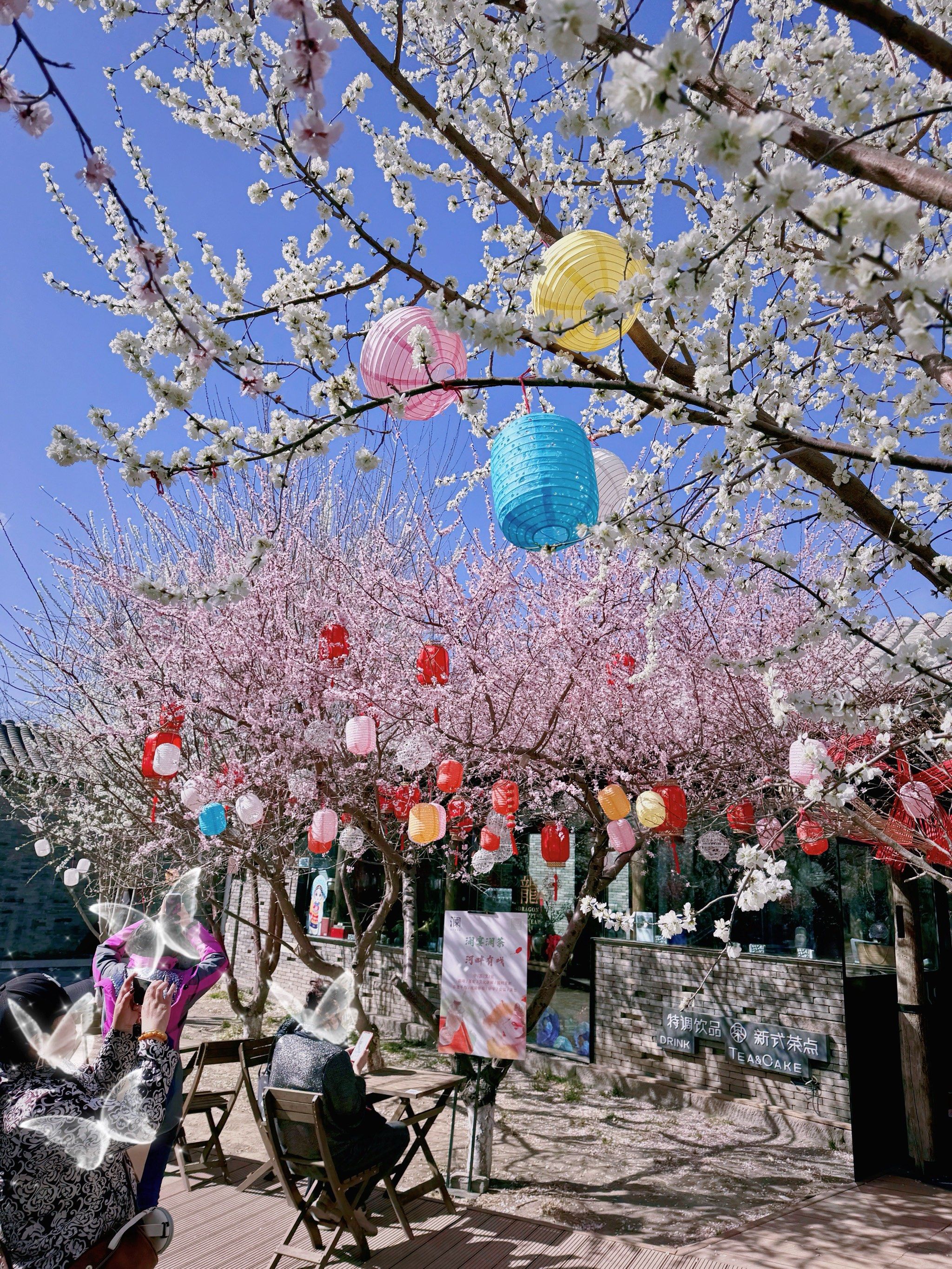 北京小众桃花秘境,探访胡同里的桃花源