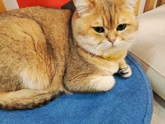 -柴迷FANS CLUB·柴犬狗咖·猫咖