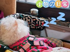 -胖大姐黄辣丁鱼庄(新津店)