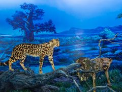 -国家自然博物馆