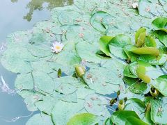 -洛阳市隋唐城遗址植物园