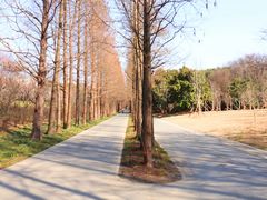 -上海滨江森林公园