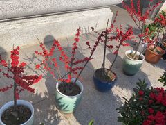 -陇南批发市场