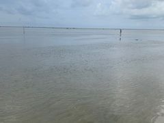 -红树林天天赶海