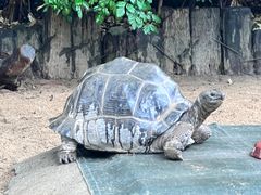 -广州长隆飞鸟乐园