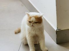 -Heymao猫咖.咖啡厅(东门店)