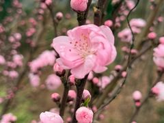 -正宗火盆自助烧烤·烤全羊·柴火鸡(龙泉山店)