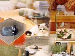 -帕帕拉兹宠物(亚洲旗舰店)