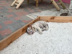 -北京野生动物园