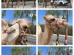 -黄河三峡风景名胜区