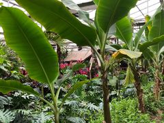 -呀路古热带植物园