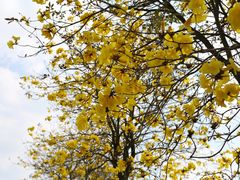 -天适樱花悠乐园