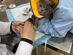 -瑞派名望24h动物医院异宠专科·猫专科·骨科·重症监护分院
