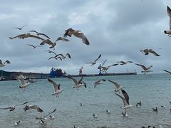 -海驴岛(荣成市)