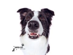 -超宠爱宠物摄影-Super pet