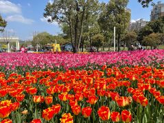 -大宁郁金香公园-停车场