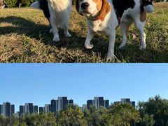 -爪吧宠物乐园 (温榆河示范区店)