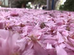 -莱阳濯村樱花园