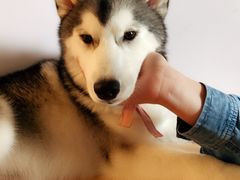 Lucky-Husky Go! 哈士奇体验馆·宠物咖啡厅狗咖
