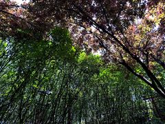 -八卦田遗址公园